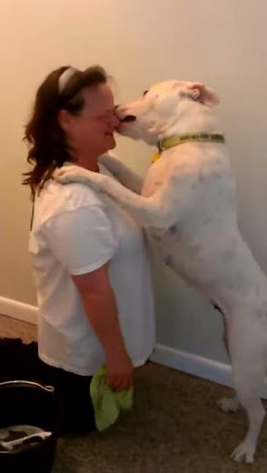 My American Bulldog kissing Carol
