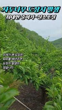 도담자두 나무 관리 내가하는 방법 #자두판매#자두수확#자두품종#자두묘목#자두나무가지치기#자두나무전지#자두방제#자두동계전지#자두도장지관리
