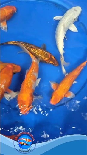 Japanese Koi Fish #koifishhousekerala