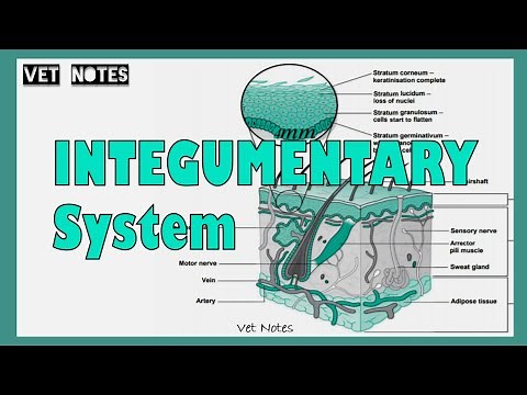 Integumentary System | Anatomy | Canine Common Integument | inPAWmation