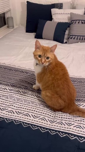 The Sturdiest Boy - Anker Cat Nano Pro Charger Review