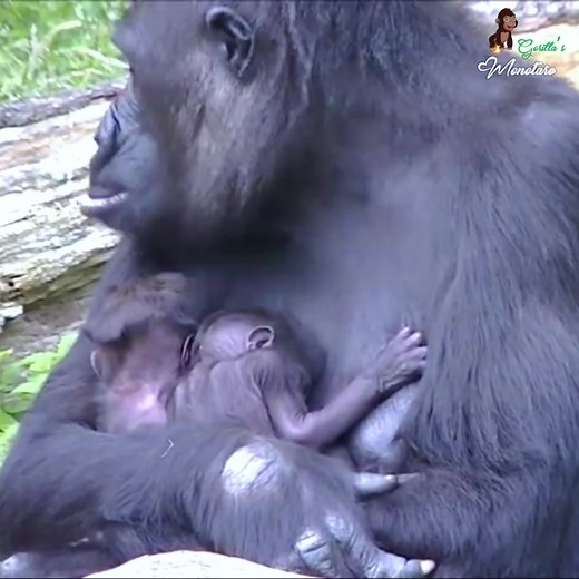 Cute tween gorilla baby. Sweet & cool gorilla mother with her tween babies. #gorillareels #monkeyreels #gorillasreels #wildlifereels #animalsreels #naturereels #gorillazreels #photographyreels #monkeysreels #chimpanzeereels #primatereels #silerbackreels #kingkongreels | Gorilla's Momotaro