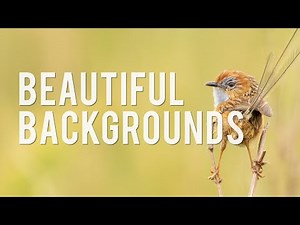 3 Quick Tips for Great Bird Photography Backgrounds!