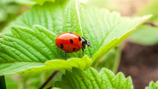 The only flower you need to attract beneficial ladybugs to your garden