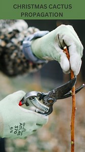 3.1K views · 39 reactions | Do you have any plants in your yard or...