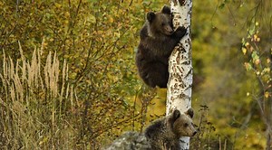 Video Shows Colorado Bear Cub Learning How To Climb A Tree