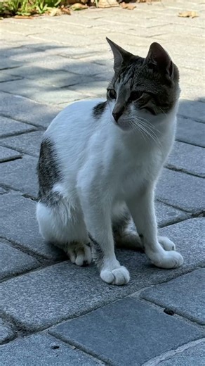Now Showing: Cats of Turkey | Istanbul, Turkey #cats #turkey #travel #catlover #catsworld