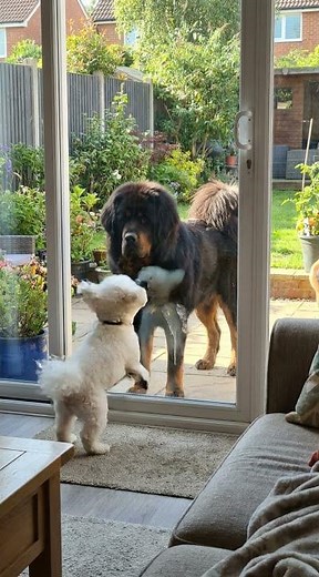 If that door opened... 😳 Bichon would be embarrassed! #bichonfrise #cute #funnyanimals #dogshorts