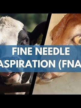 FNA Technique: Differentiating Leukosis & Theileriosis in Cattle | Dr. Hafiz Nouman Zaheer