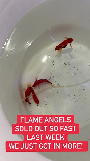 These Flame Angels from Jardini are on fire! Please note: only one per tank is advisable! #angelfish #flameangel #kiribati #islandlife #reefaquarium #centropyge Jardini Marine | Gallery Aquatica Tingalpa