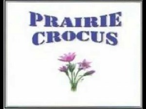 PRAIRIE CROCUS - CENTURY POLKA