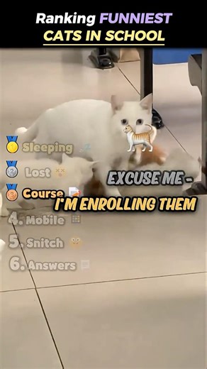 Ranking CATS IN SCHOOL Moments 🐱🥰