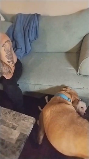 Boop the Rescue puppy playing with her new brother Anubis #puppy #animals