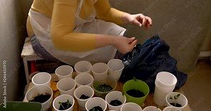 Girl in white apron seated seedlings in white plastic pots near window at home. Cabbage, cucumber, tomato, eggplant, cabbage, sweet pepper sprouts.