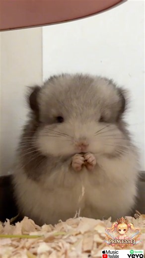 🎶 Joyful Heart :by Princess 13 🎶 #baby #pets #sweet