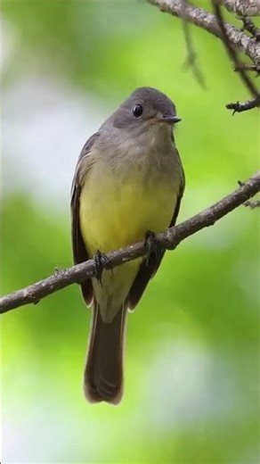 Unseen Moments Flycatchers in Breathtaking Wild Scenes 🦅