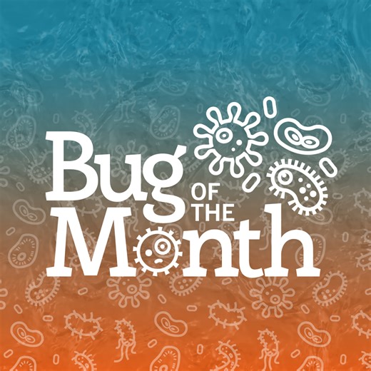 Bug of the Month: I Like to Hitch a Ride | Infection Control Today