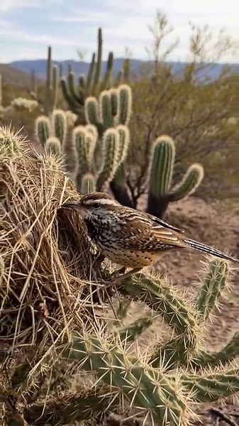 Videos de Marks Lop (@mars.lop2) con “sonido original - Marks Lop”