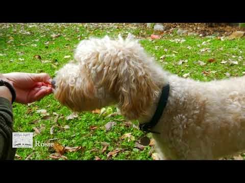 Adopt Rosie - Shih Tzu Poodle blend - from Animal Saints Rescue Society New York