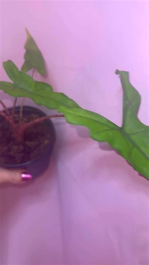 The Alocasia 'Sabrina' is a rare, currently undescribed species of a tropical plant known for its distinctive narrow, arrow-shaped leaves with deeply undulating margins and strikingly mottled, striped stems. It is native to the rainforests of North Sulawesi, Indonesia, and is often known in the plant trade as 'Narrow Jacklyn'. Key Features Foliage: The leaves are slender, glossy, and arrowhead-shaped with prominent veining and rippling edges. Stems: It is characterized by unique, boldly mottled 