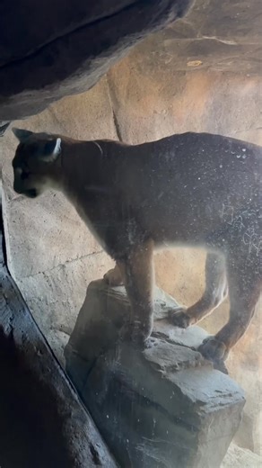 32K views · 907 reactions | Something mysterious is now in the Cat Country cave…  Visit today and see if you’re brave enough to enter. You might feel a few extra eyes watching you! HUGE thanks to Memphis Escape Rooms for donating and developing this fun, new surprise! #memphiszoo #catcountry #mysterious #surprise #puma #cave #curious | Memphis Zoo | Facebook