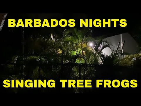 BARBADOS, HOLETOWN: WHISTLING FROGS NIGHT TIME SERENADE