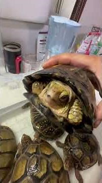 A huge gathering of the legendary Mexican box turtles! #turtle