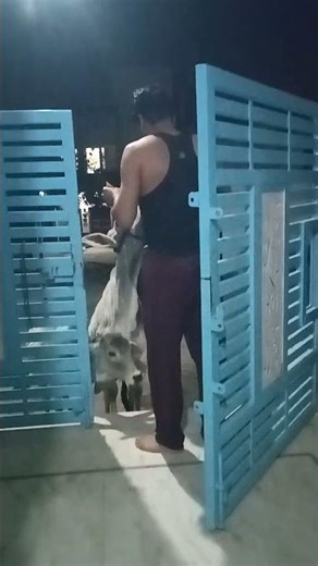 5.15 Am Gau Sewa 🙏🏼🚩🚩