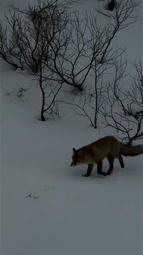 🦊 #rev #fox #mountain #fjelltur #wildlife #animals #snow #fox #nature