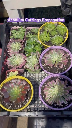 Aeonium Cuttings Propagation #aeonium #propagation #succulents #plants #garden