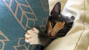 Is a cafe full of cats the cure for stressed-out workers?