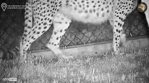 2.5K views · 113 reactions | Keep one eye on Tammy the cheetah! HESC...