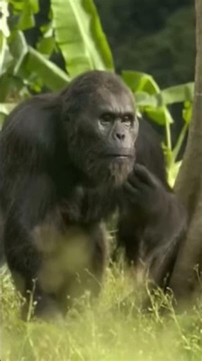 gigantopithecus