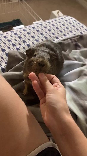 Snoopy Hammer on TikTok