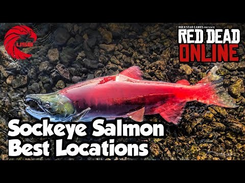 Sockeye Salmon Locations rdr2 Online - Red Dead Online Sockeye Salmon Location Guide