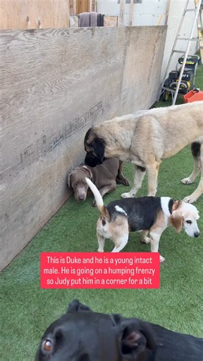 1.7M views · 121K reactions | Meet Duke — a young, intact male who...
