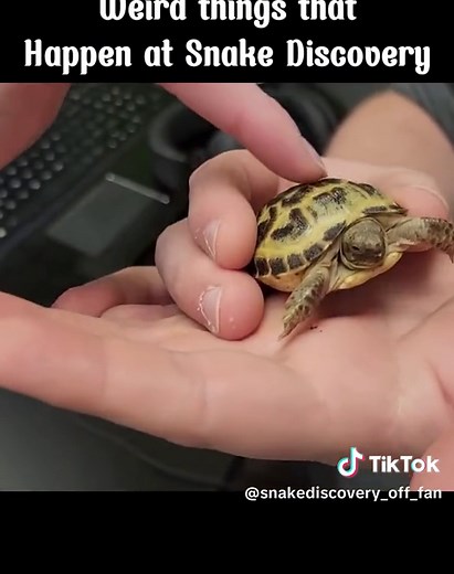 Part 3. Weird things that Happen at Snake Discovery (Shenanigans Ep. 6) #snake #discovery