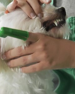 Bad breath can be the first sign of greater health problems for your dog. Kiss goodbye to dirty gums and the heart & liver diseases that follow it. Learn more below. | Mighty Munch