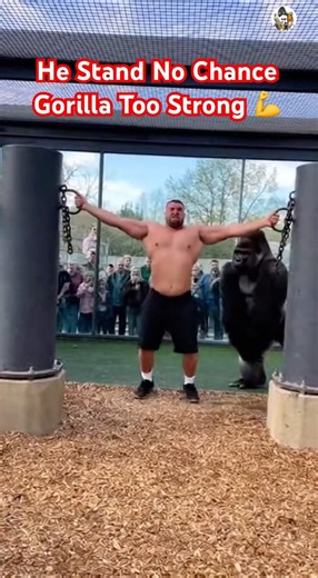 350kg Man Fails Hercules Hold But Gorilla Makes It Look Easy #subscribe #shorts