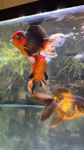 Ask me any questions you have! Just a guy documenting my experience and journey with my new Oranda goldfish #fish #aquarium #orandagoldfish #nature #fishtank