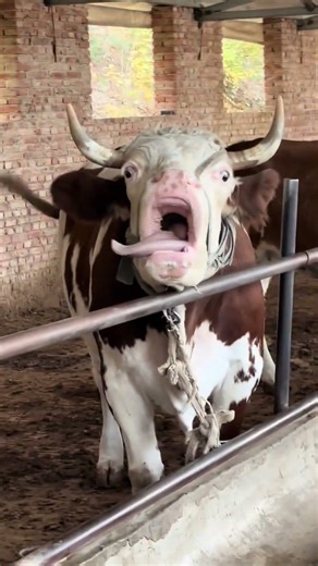 🐮 #goviral #comics #funny #fun #funnyvideo #cow #cowvideos #cowvideos