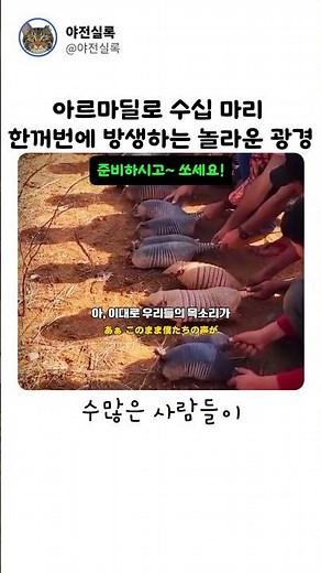 아르마딜로 수십 마리 한꺼번에 방생하는 놀라운 광경