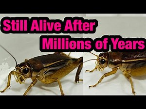 Unbelievable! This Ancient Cricket Species Is Still Alive on Earth – 4K Close Up