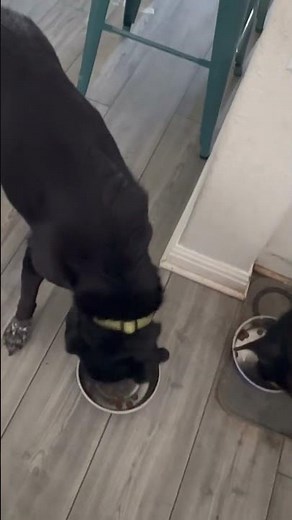 Review: Taurine supplement powder makes it easy for dogs!