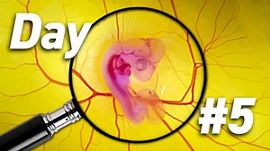 The Many Fascinating Stages in Chick Embryo Development