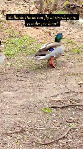 🇨🇦Mallards Duck#55milesperhour #naturelovers #duckfeeding #riverwood #canada #mississauga #wildlife