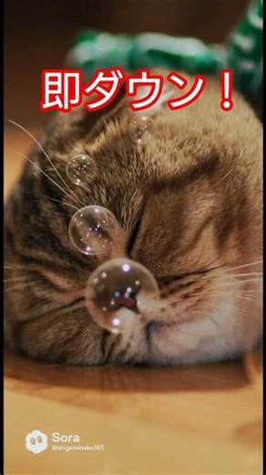 富良野ワイナリーで試飲したふくすけ、まさかの即酔いつぶれ🙀【伝説のしがみ猫・ふくすけ外伝】