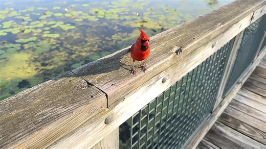 The male Northern Cardinal flew in to the same spot as yesterday to grab some breakfast. There is some chatter in the background as there were several of us photographers watching a Least Bittern (very exciting, it’s a big deal bird.) I muted myself because I am very loud compared to other sounds. Video switches to real time ~30 seconds. | Jocelyn Anderson Photography