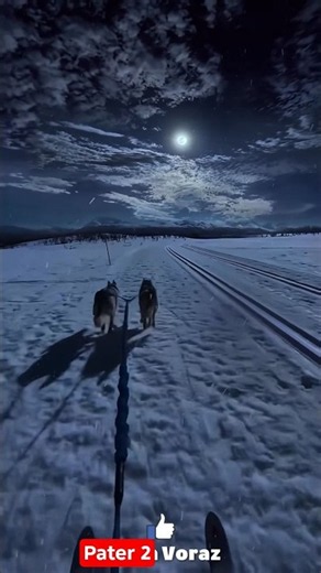 wow😲 Extrema naturaleza, fauna salvaje y mas curiosos #naturaleza #animallife #shorts #documentary