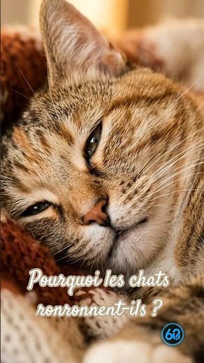 Pourquoi les chats ronronnent-ils ? (Ce n'est PAS de la joie) #science #pourquoi#Chat #Ronronnement